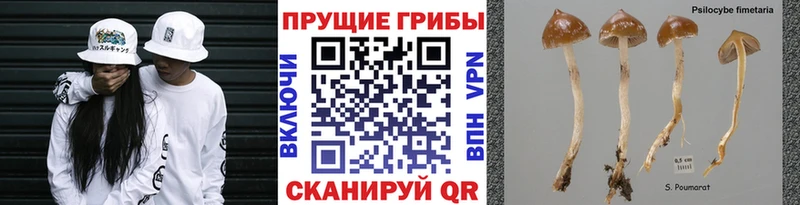 Галлюциногенные грибы Cubensis  где продают наркотики  Кукмор 